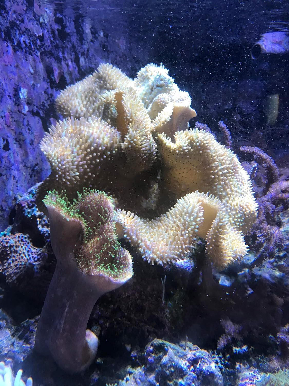 Seachem Phytoplankton Marine Copepods Feed
