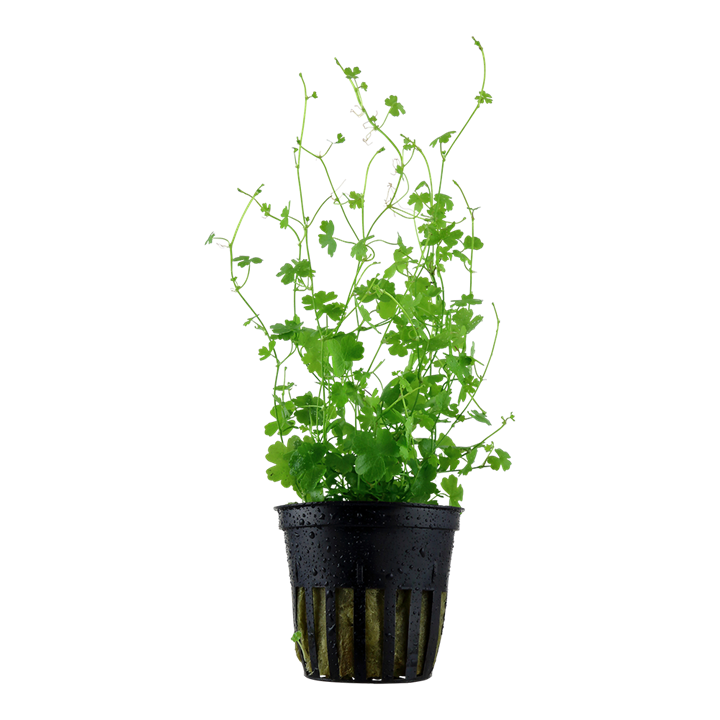 Tropica Hydrocotyle Tripartita Aquarium Live Plant