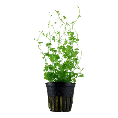 Tropica Hydrocotyle Tripartita Aquarium Live Plant