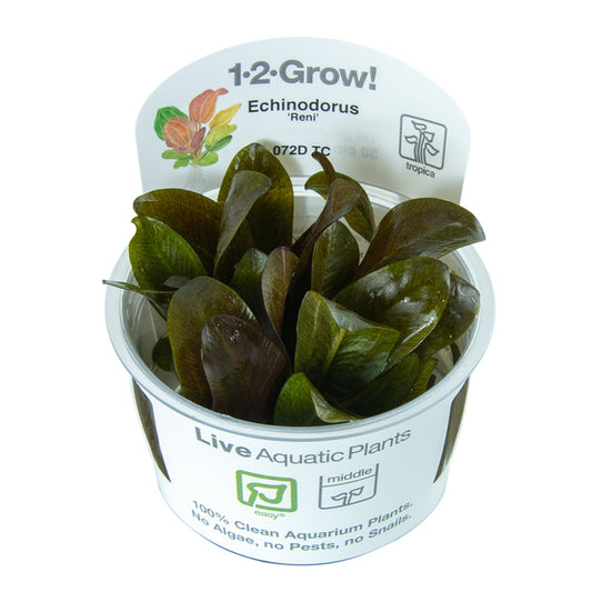 Tropica Echinodorus 'Reni' (Easy, Middleground) 1-2-Grow!