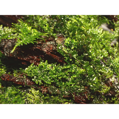 Riccardia chamedryfolia Moss Tropica 1-2-GROW 