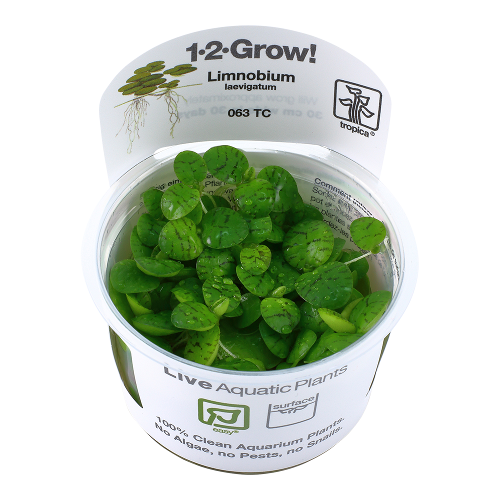 Tropica Limnobium laevigatum (Easy, Floating) 1-2-Grow!