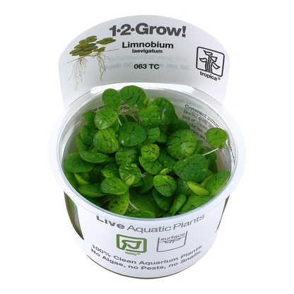 Tropica Limnobium laevigatum (Easy, Floating) 1-2-Grow!