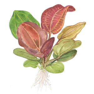 Tropica Echinodorus 'Reni' (Easy, Middleground) 1-2-Grow!