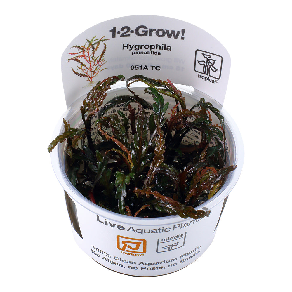 Tropica Hygrophila pinnatifida (Medium, Middleground) 1-2-Grow!