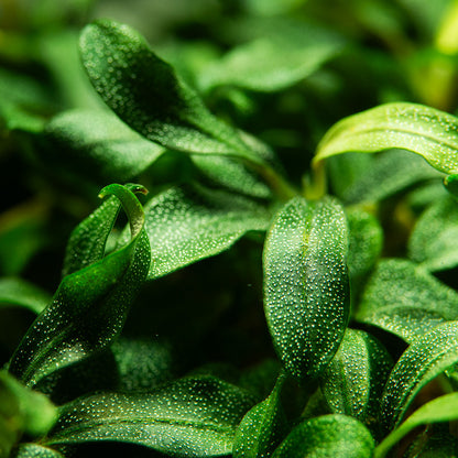 Tropica Bucephalandra sp. 'Needle Leaf' (Medium, Foreground/Attach) 1-2-Grow!