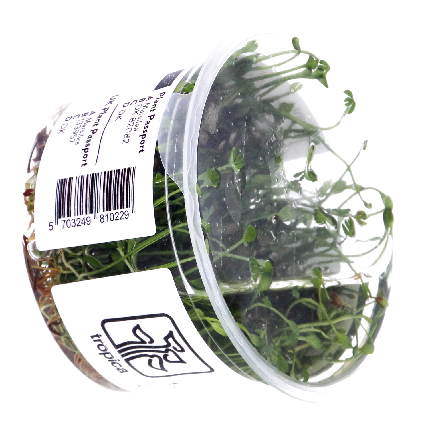 Tropica Marsilea minuta (Carpet Plant) 1-2-Grow!