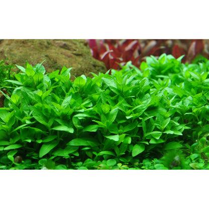 Tropica Staurogyne repens (Easy, Foreground) 1-2-Grow!