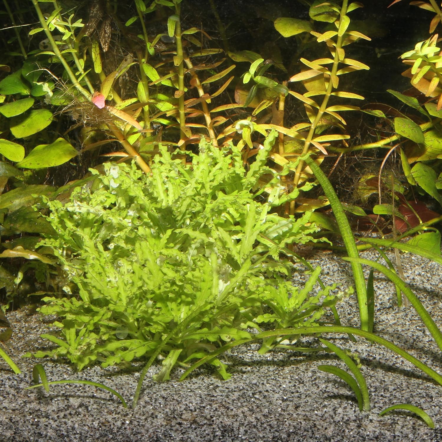 JBL Sansibar Aquarium Fish Tank Plant Substrate Sand 10kg