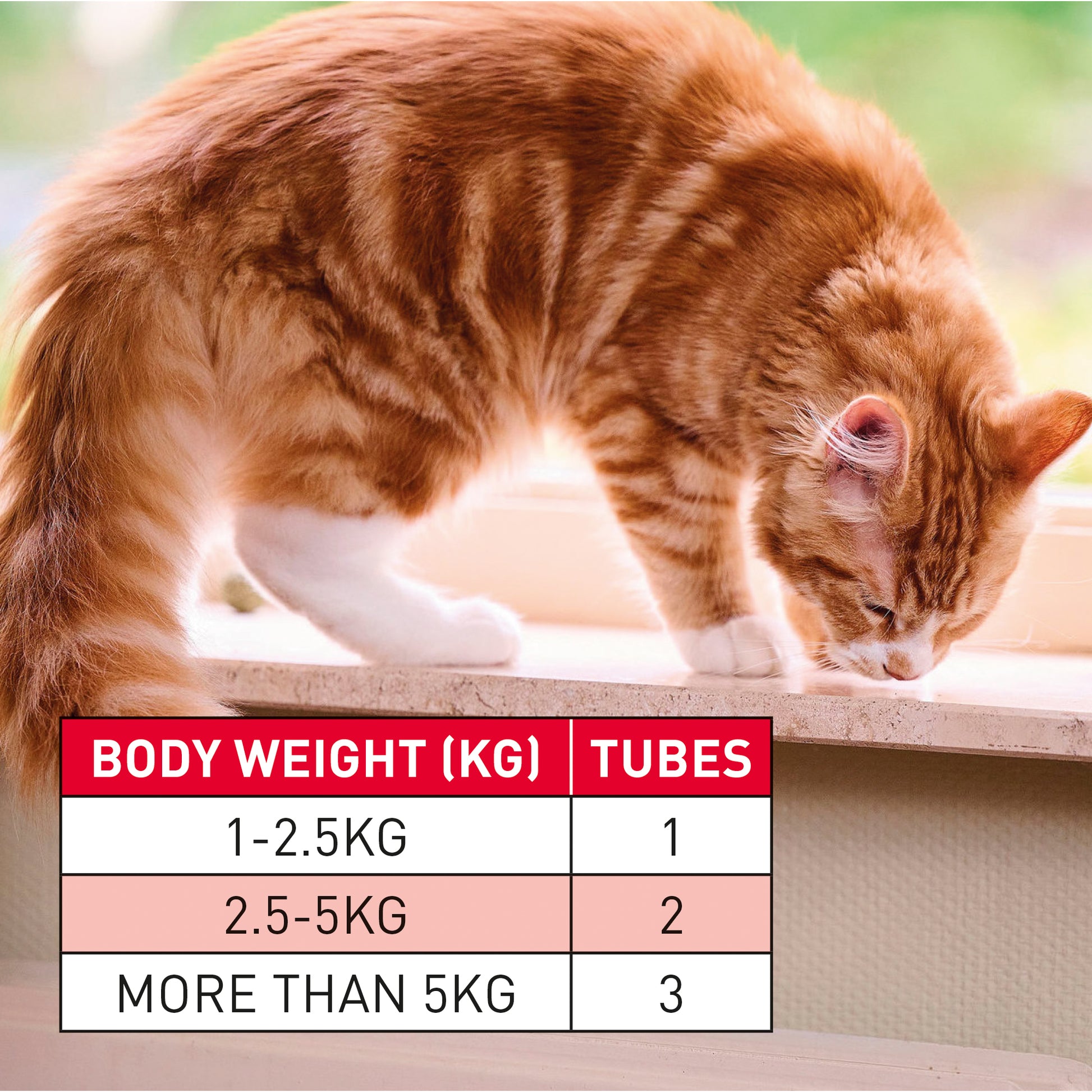 BEAPHAR WORMCLEAR FOR CATS WORMING SOLUTION SPOT ON TREATMENT 2 TUBES