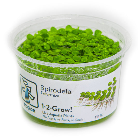 Tropica Spirodela polyrrhiza (Easy, Floating) 1-2-Grow!