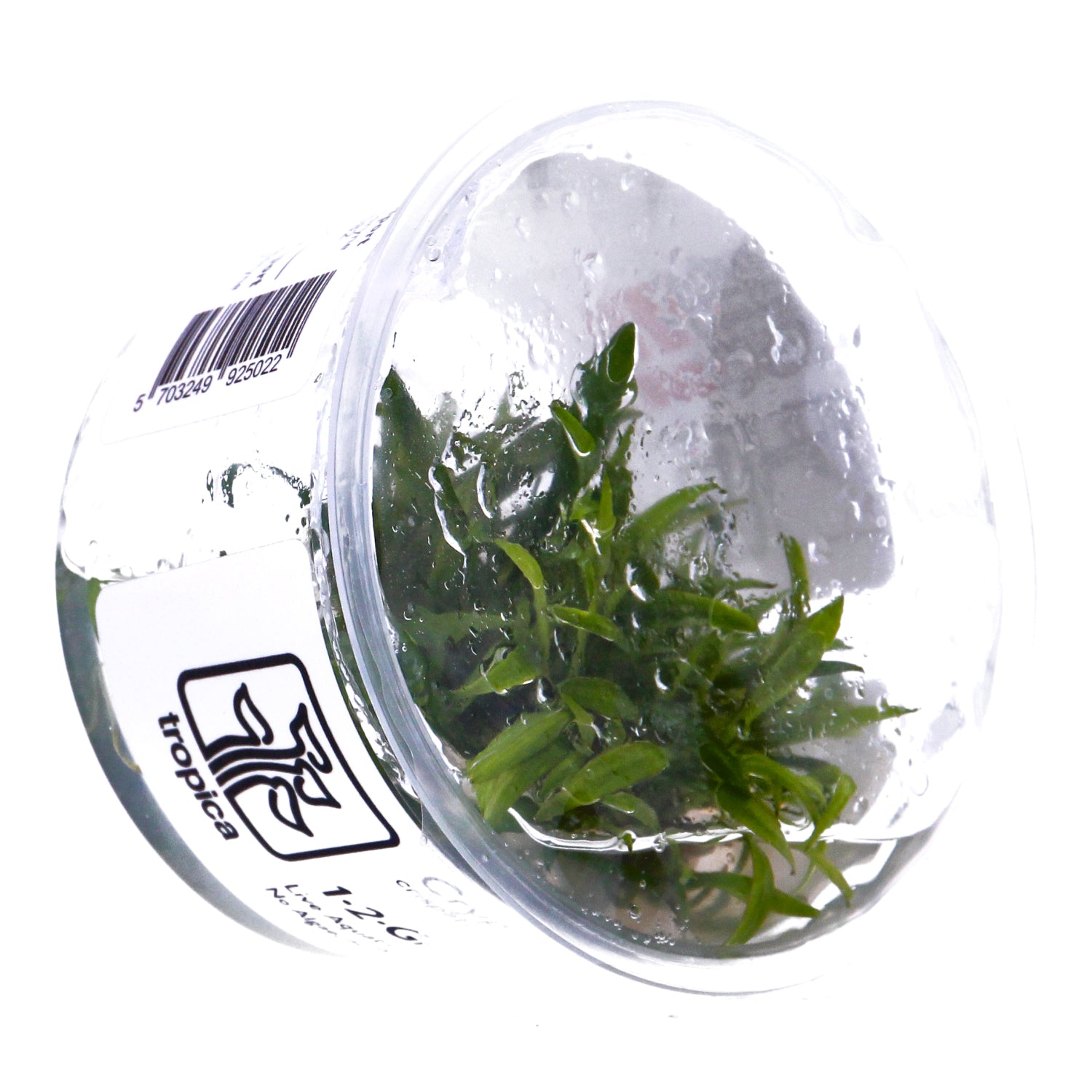 Tropica 1-2 Grow Cryptocoryne Crispatula Aquarium Plant