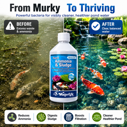 Waterlife BacterLife P Pond Bacteria Reducer (250ml/500ml/1L)