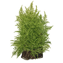 Tropica Taxiphyllum alternans 'Taiwan Moss' (Easy, Moss) 1-2-Grow!