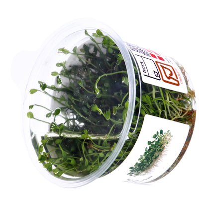 Tropica Marsilea minuta (Carpet Plant) 1-2-Grow!