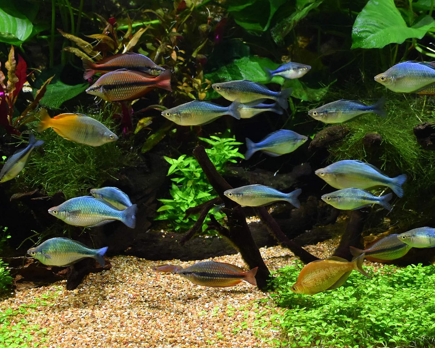 Seachem Equilibrium Planted Aquarium Minerals
