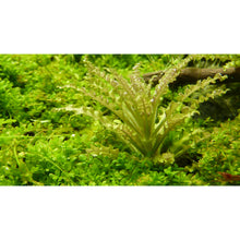 Tropica Pogostemon helferi (Medium, Foreground) 1-2-Grow!