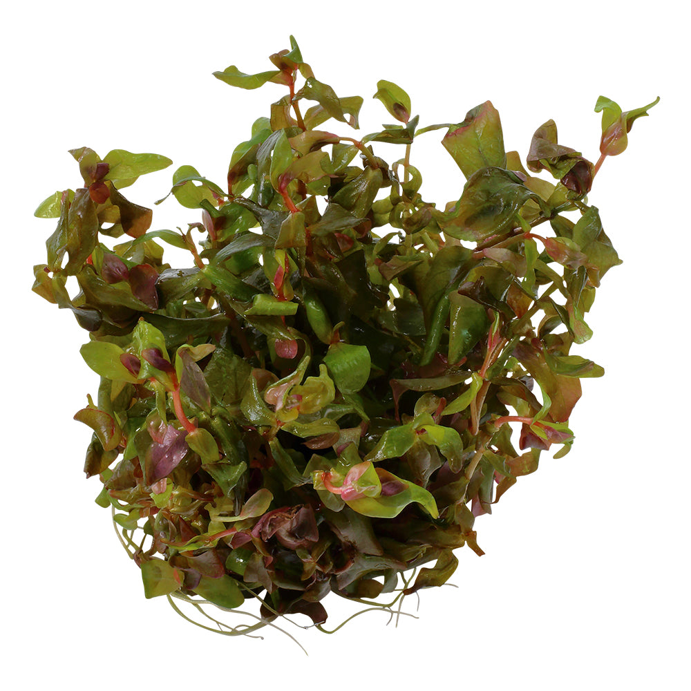 Tropica Rotala macrandra (Advanced, Red) 1-2-Grow!