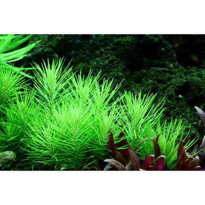 Tropica Pogostemon deccanensis (Medium, Middleground) 1-2-Grow!