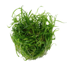 Tropica Helanthium tenellum 'Green' (Easy, Foreground) 1-2-Grow!