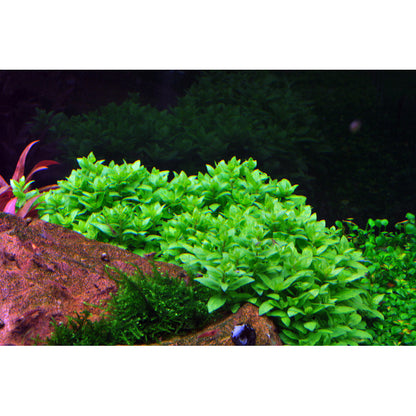 Tropica Staurogyne repens (Easy, Foreground) 1-2-Grow!