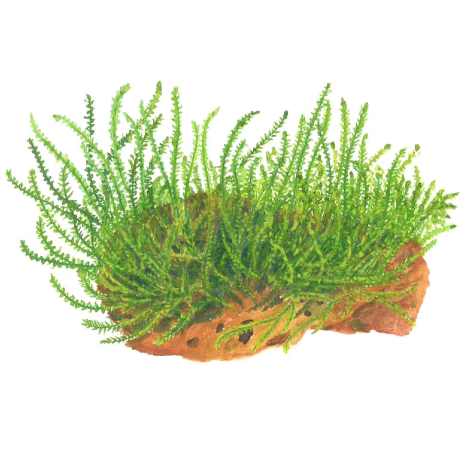 Tropica Leptodictyum riparium (Easy, Moss) 1-2-Grow!