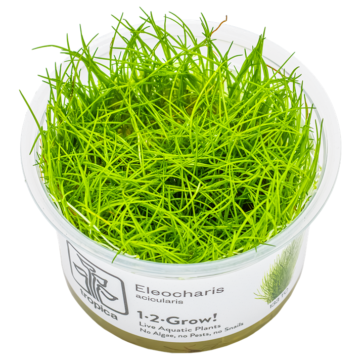 Tropica Eleocharis Acicularis Aquarium Live Plant