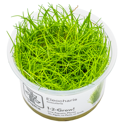Tropica Eleocharis Acicularis Aquarium Live Plant