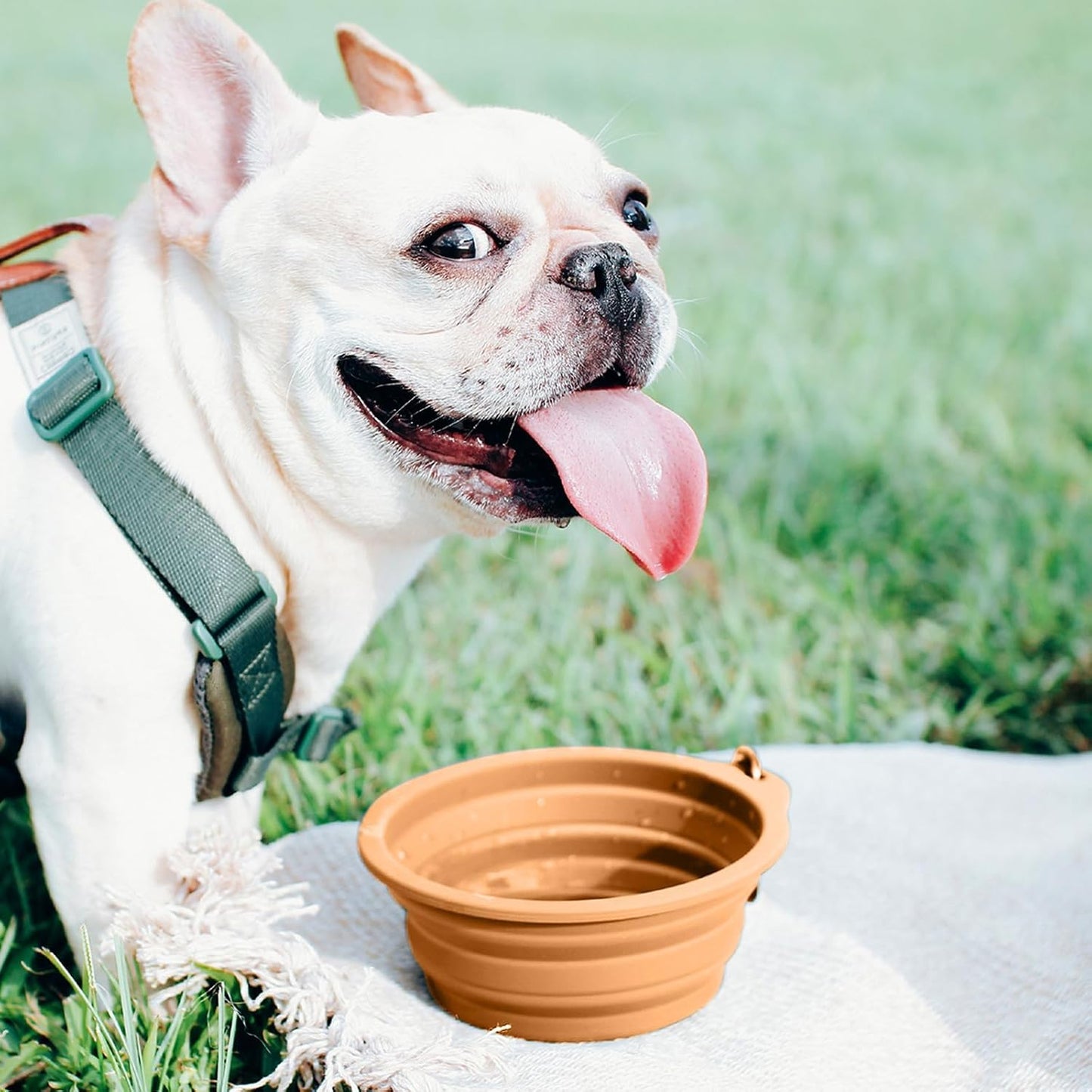 Summer Collapsible Pet Bowl with Clip