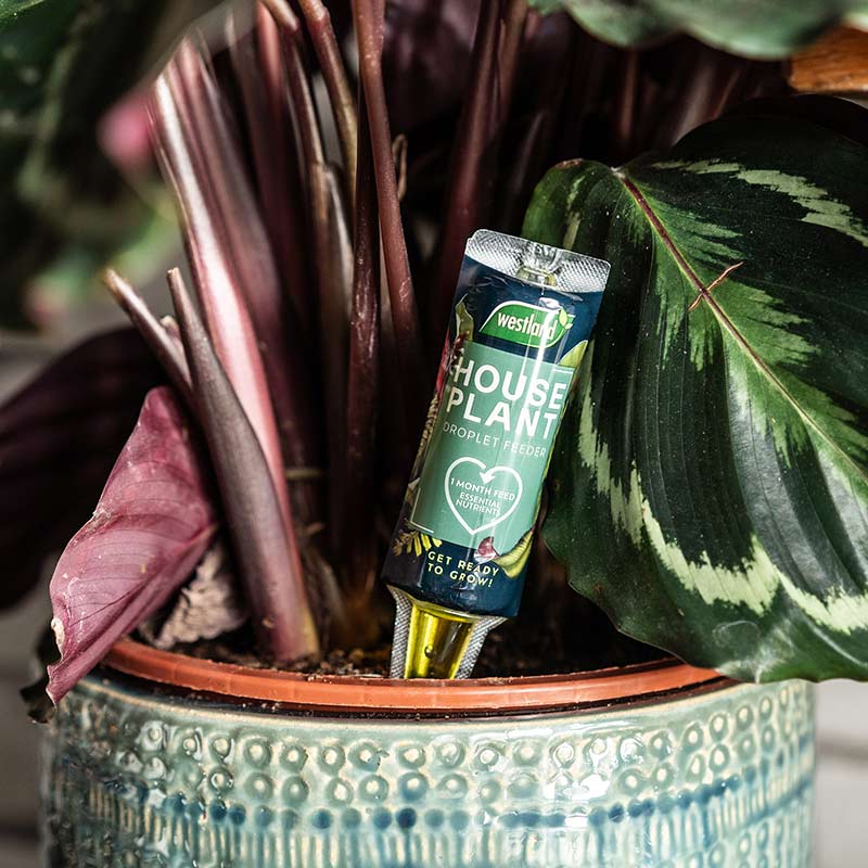 Westland Houseplant Droplet Feeder 40ml 