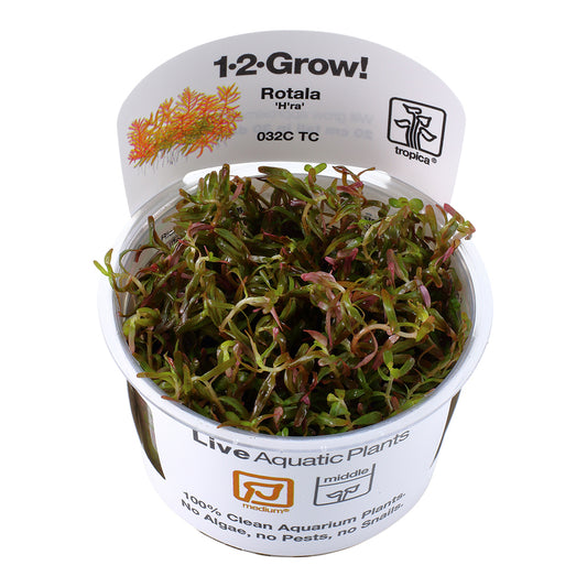 Tropica Rotala rotundifolia 'H'ra' (Medium, Red) 1-2-Grow!