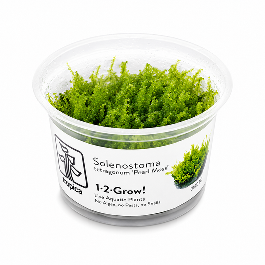 1-2 Grow Solenostoma tetragonum Pearl Moss Aquarium Live Plant