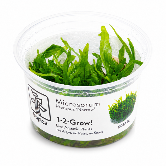 1-2 Grow TC - Microsorum pteropus 'Narrow'