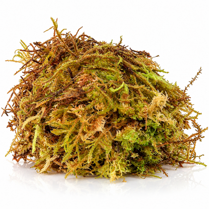 HabiStat Sphagnum Moss 1kg Natural Reptile Humidity, Hides & Egg Laying