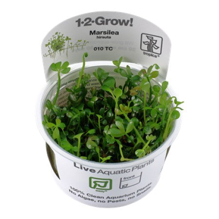 Marsilea hirsuta (Easy, Foreground (Carpeting)) 1-2-Grow! 