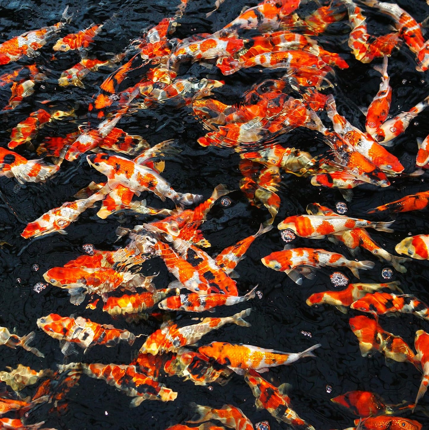 JBL Pro Sterlet Pearls Size Small 0.5kg Fish Food