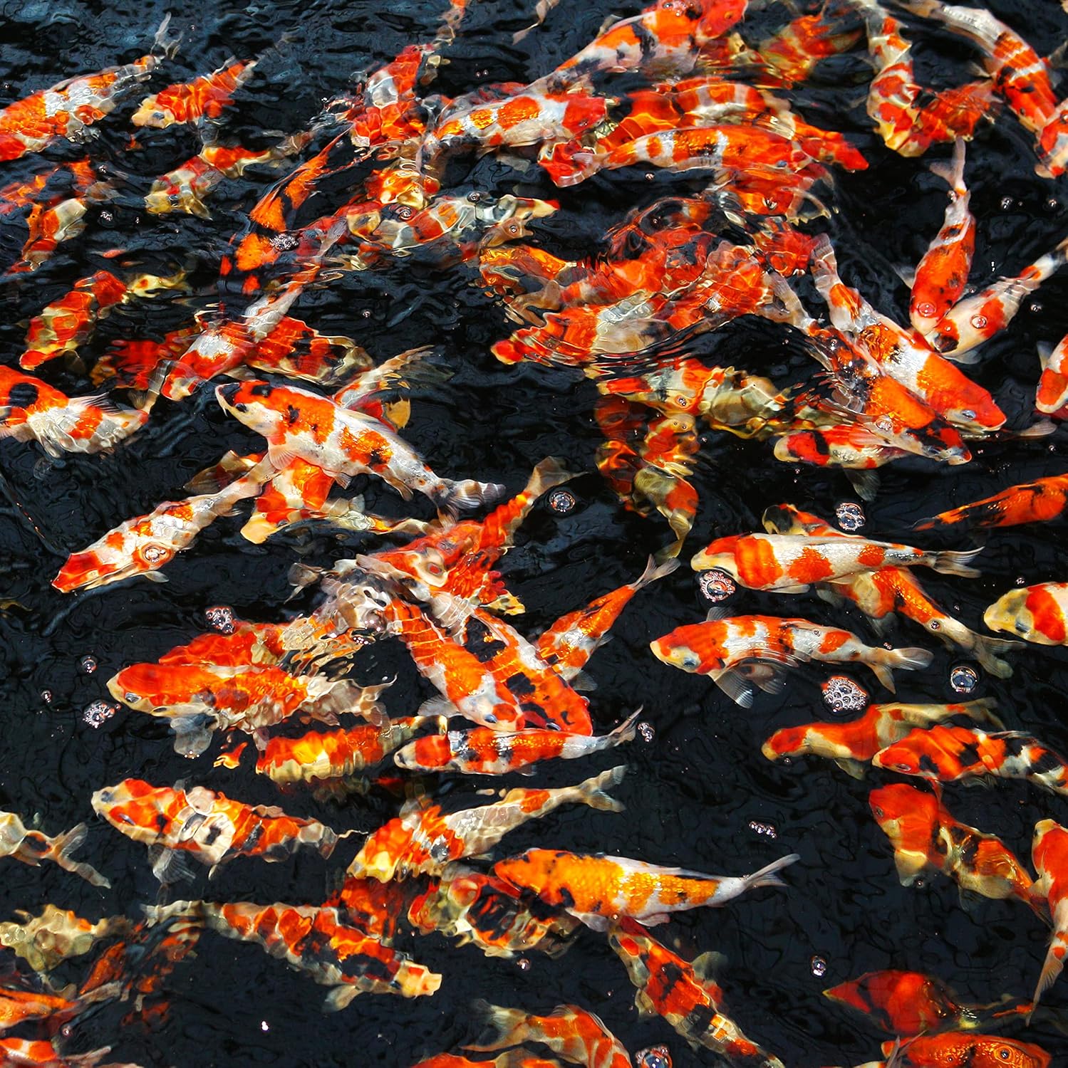 JBL Pro Sterlet Pearls Size Small 0.5kg Fish Food