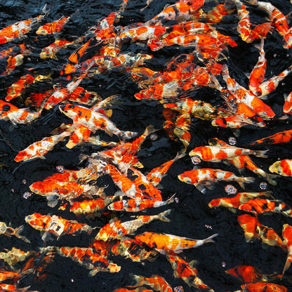 JBL Pro Sterlet Pearls Size Small 0.5kg Fish Food