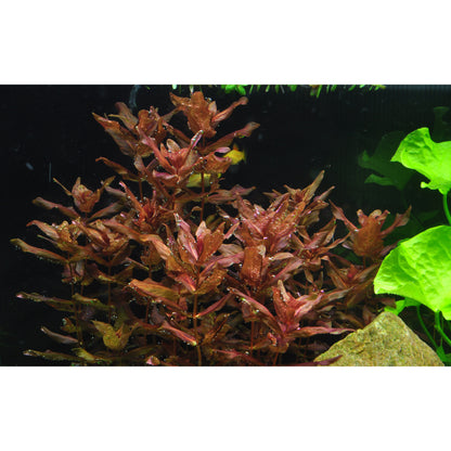 Tropica Rotala macrandra (Advanced, Red) 1-2-Grow!