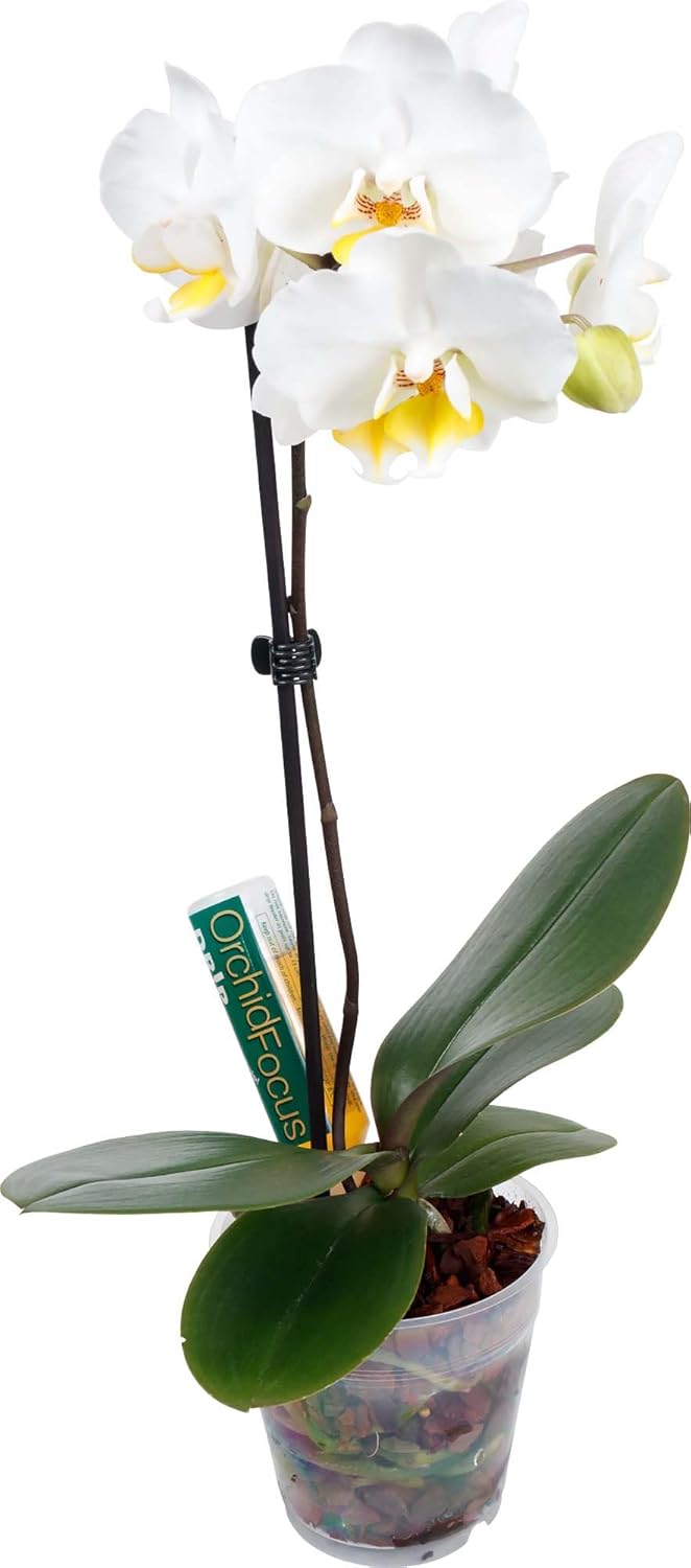 Orchid Focus Orchid Drip Feeders – Liquid Nutrient Feed Plant Fertiliser