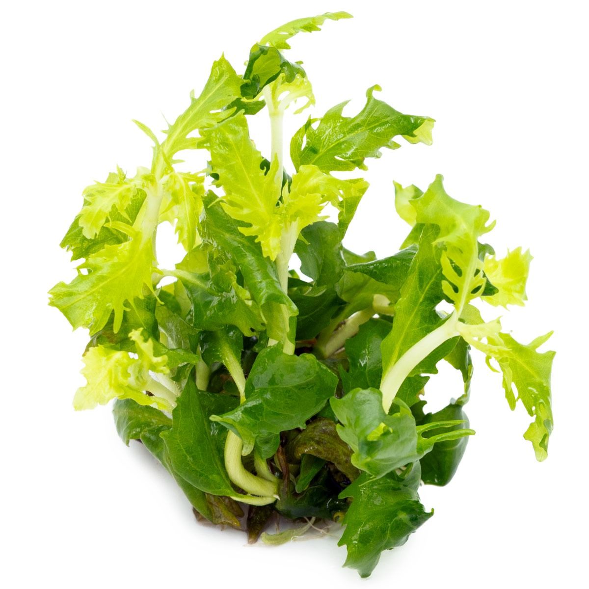 Hygrophila difformis Aquarium Fish Tank Live Plant