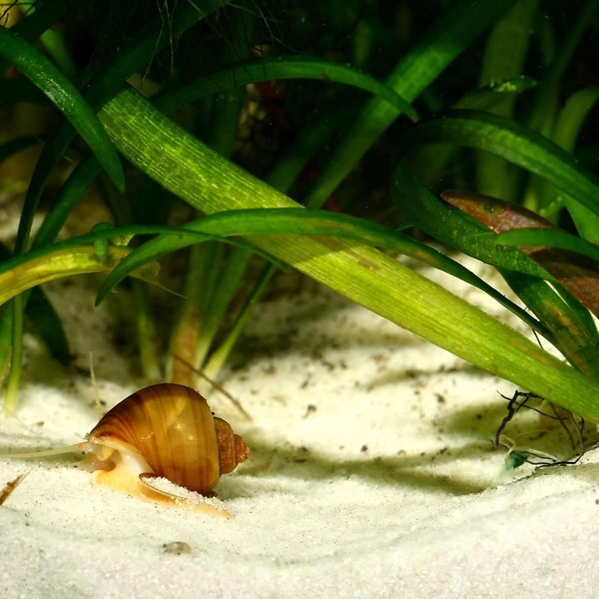 JBL Sansibar Aquarium Fish Tank Plant Substrate Sand 10kg