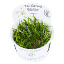 Tropica Helanthium tenellum 'Green' (Easy, Foreground) 1-2-Grow!