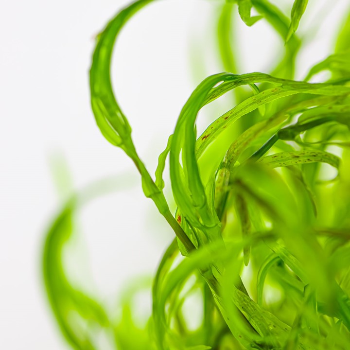 Tropica 1-2 Grow Najas Guadalupensis Guppy Grass Live Aquarium Plant