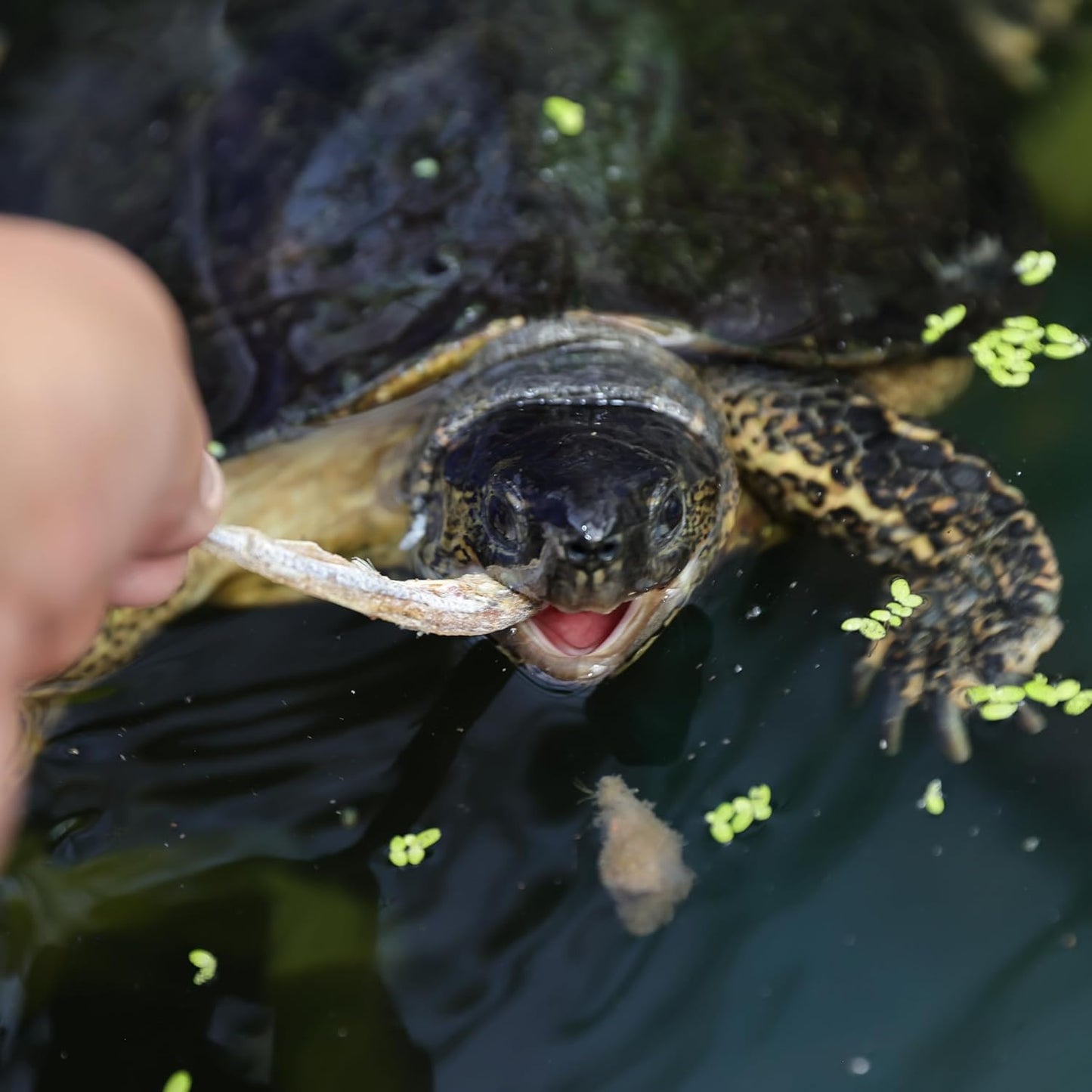 JBL Proterra Pescarus Turtle Food