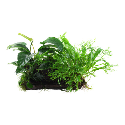 Tropica Microsorum - Anubias 'Duet' (Easy, On Wood)