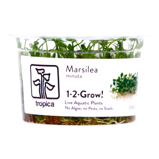 Tropica Marsilea minuta (Carpet Plant) 1-2-Grow!