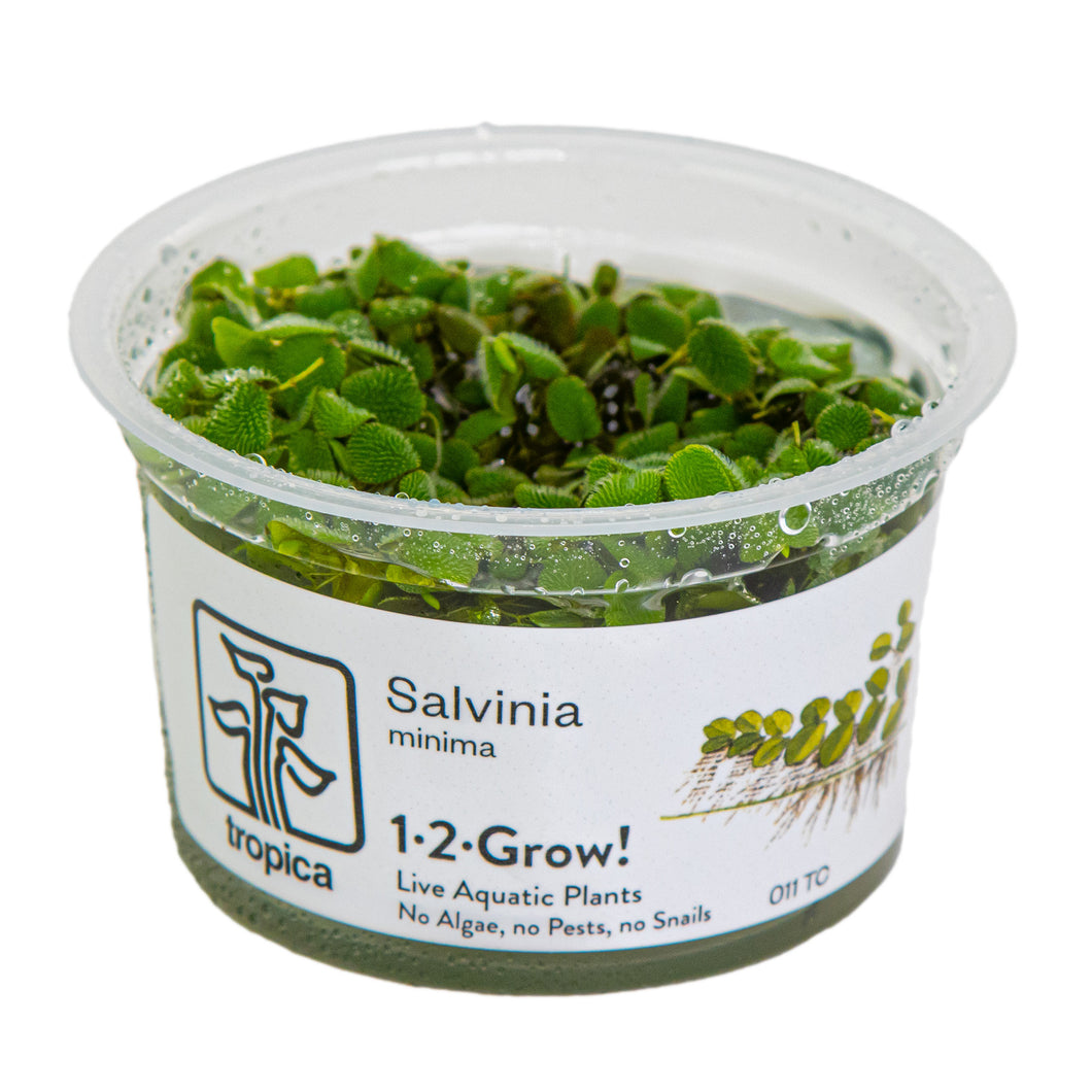 Tropica Salvinia minima (Easy, Floating) 1-2-Grow!