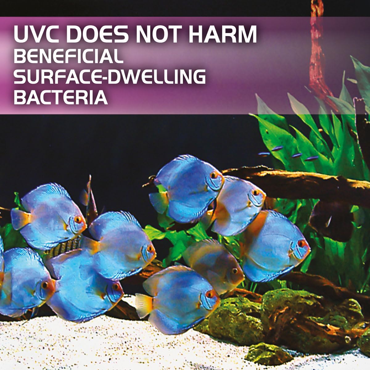 Fluval 3w In-Line UVC Clarifier 2024