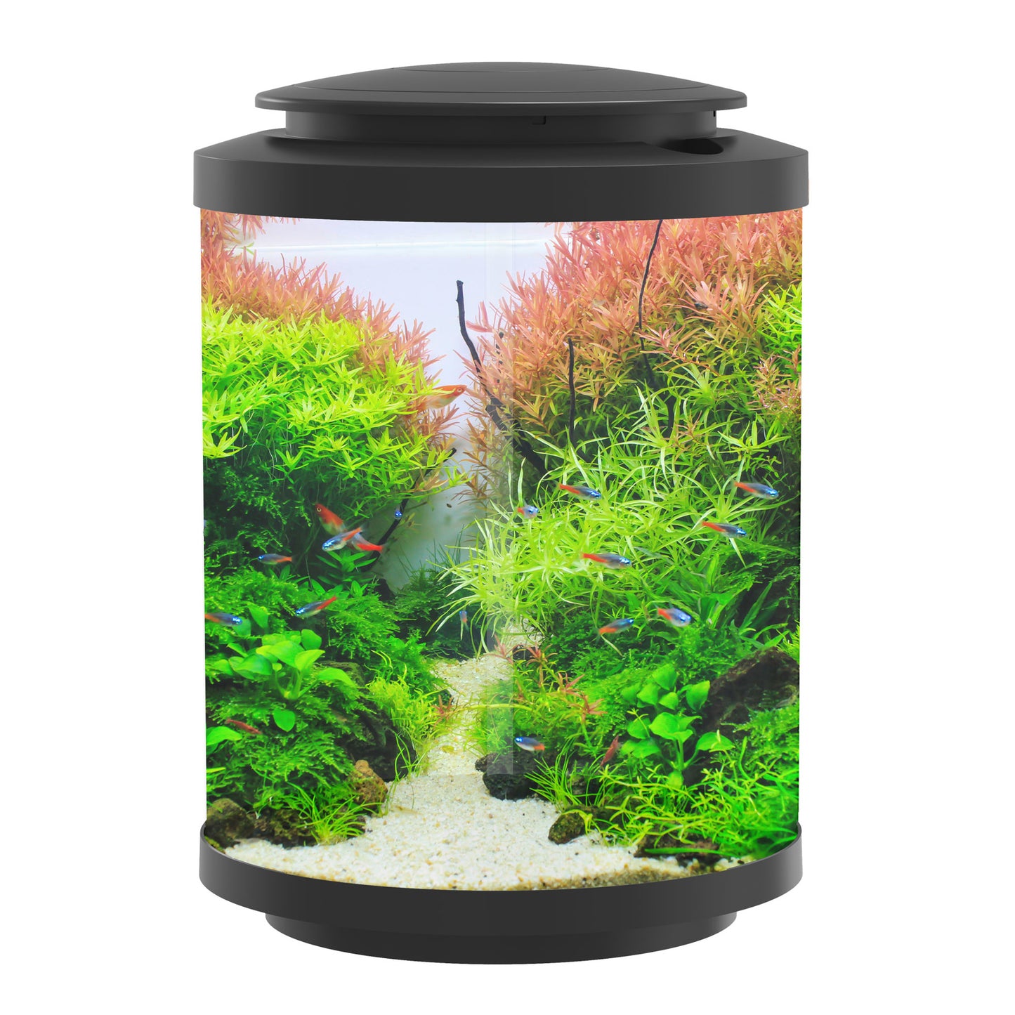 Betta Choice Cylinder Aquarium 15L